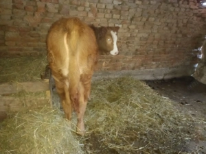 Vând vitea de 6 luni  scrieți mesaj Nu sunati 90 % nu am semnal  - imagine 3