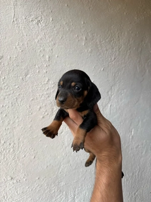 mascul teckel negru cu pete de foc