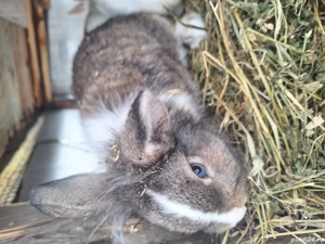 Vand iepurasi cap de leu  - imagine 3