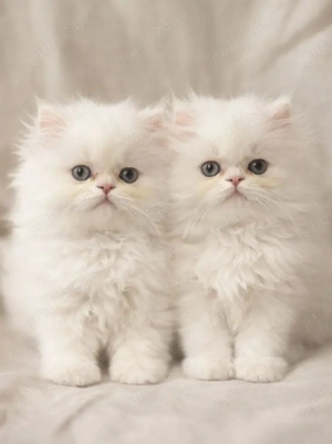 Puiuti de Pisica Persana  - imagine 2