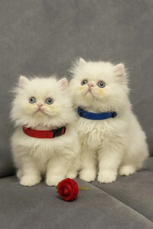 Puiuti de Pisica Persana 