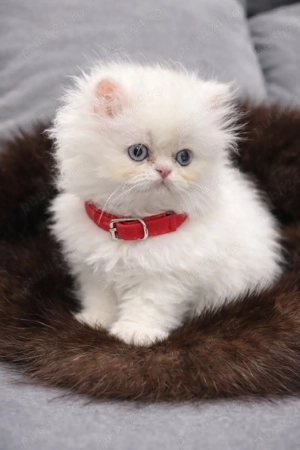 Puiuti de Pisica Persana  - imagine 3