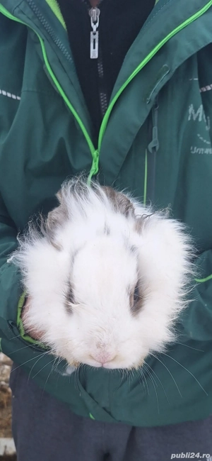 Vand iepurasi cap de leu  - imagine 2