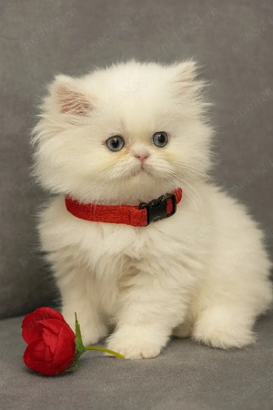 Puiuti de Pisica Persana  - imagine 4