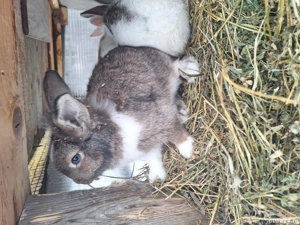 Vand iepurasi cap de leu  - imagine 4