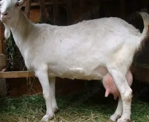 De vânzare capră Saanen 