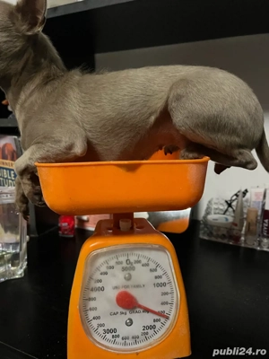 Schimb Chihuahua fetiță - imagine 3