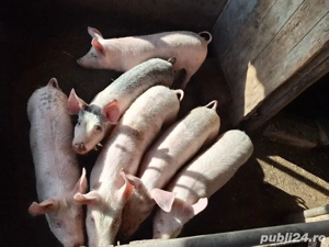 Șuldei de vânzare!