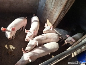 Șuldei de vânzare! - imagine 4