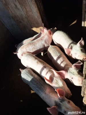 Șuldei de vânzare! - imagine 3