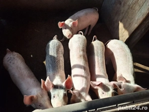 Suldani de vânzare!