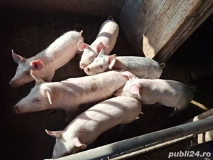 Șuldei de vânzare! - imagine 5