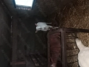 Porci si iezi de vânzare  - imagine 2