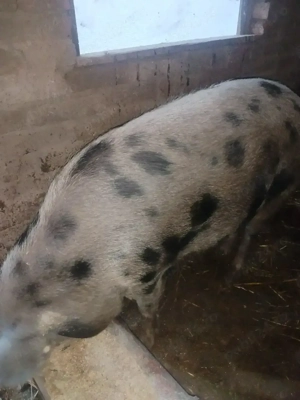 Porci si iezi de vânzare 