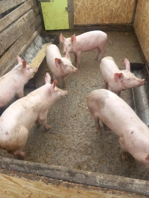 de vanzare grasuni de 13 saptamani