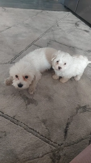 Catelus Bishon maltez 6 saptamani  - imagine 3