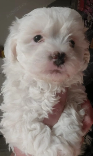 Catelus Bishon maltez 6 saptamani  - imagine 2