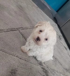 Catelus Bishon maltez 6 saptamani 