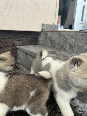 vând căței akita  - imagine 2