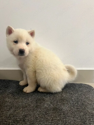 vând căței akita  - imagine 3