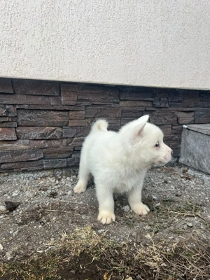 vând căței akita  - imagine 4