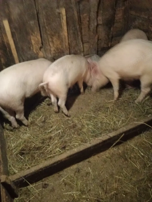 vând șoldani 40 50 kg  - imagine 3