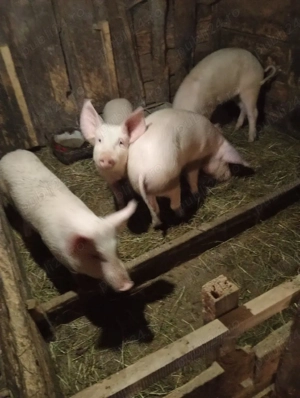 vând șoldani 40 50 kg  - imagine 2