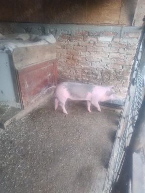 Vand Purcei - imagine 2