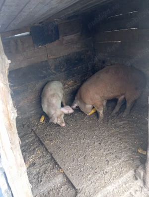 purcei vand  - imagine 5