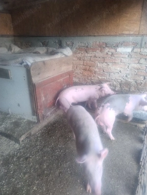 Vand Purcei - imagine 3