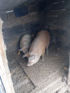 purcei vand  - imagine 3