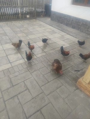 Vand cocoși  - imagine 3