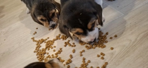 Câini beagle de vânzare, fete și băieți! - imagine 4