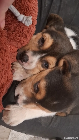 Câini beagle de vânzare, fete și băieți! - imagine 5