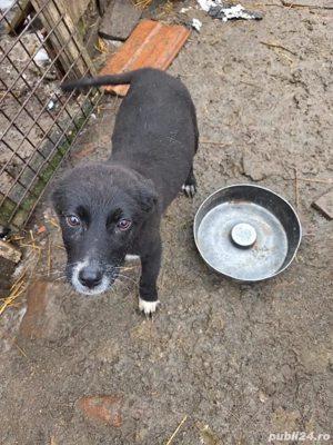 Ofer spre adoptie catei pentru curte - imagine 3