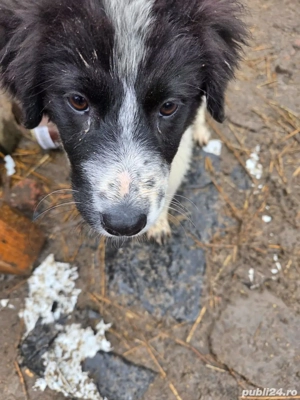 Ofer spre adoptie catei pentru curte - imagine 5