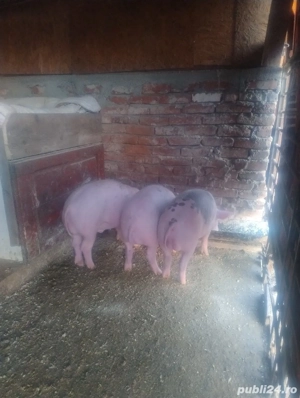 Purcei 35 ,45 kg - imagine 2