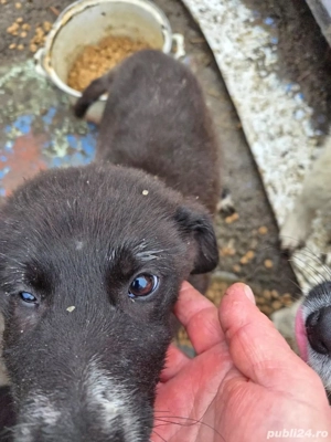 Ofer spre adoptie catei pentru curte - imagine 4