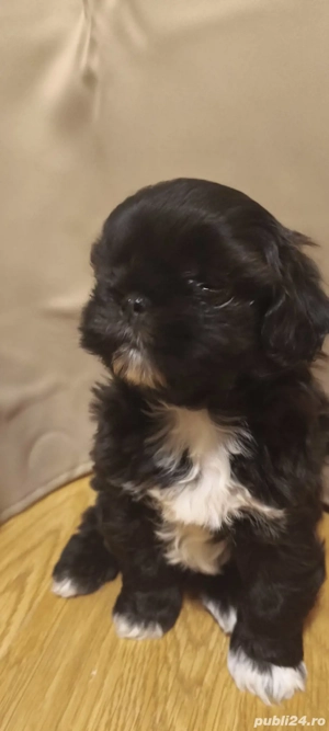 Vând căței talie mică shitzu.  - imagine 2