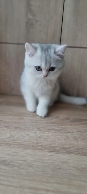 British shorthait chinchila silver 