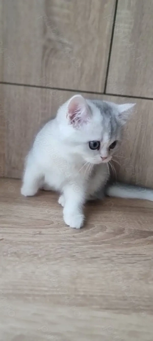 British shorthait chinchila silver - imagine 2