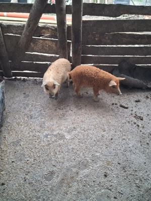 Vand purcei Mangalita - imagine 2