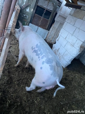 Vand vier     - imagine 2