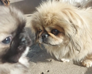 Băiat cu 3 vaccine si carnet de sănatate - imagine 5