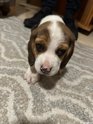 Mascul beagle  - imagine 4