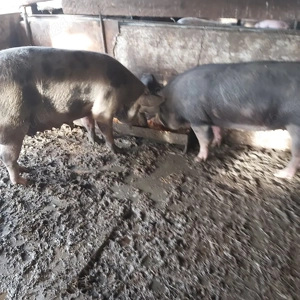 scroafa gestanta , de prasâla , soldani .  - imagine 2