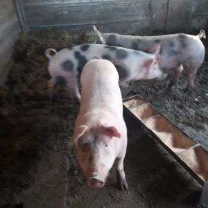 scroafa gestanta , de prasâla , soldani . 