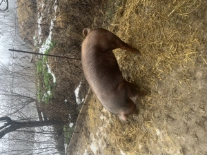 Scrofita Duroc de reproductie  - imagine 2