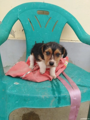 Donez pui Beagle  Fox terrier  - imagine 2