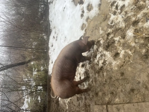 Scrofita montată pe data de 22.12.2025 - imagine 2